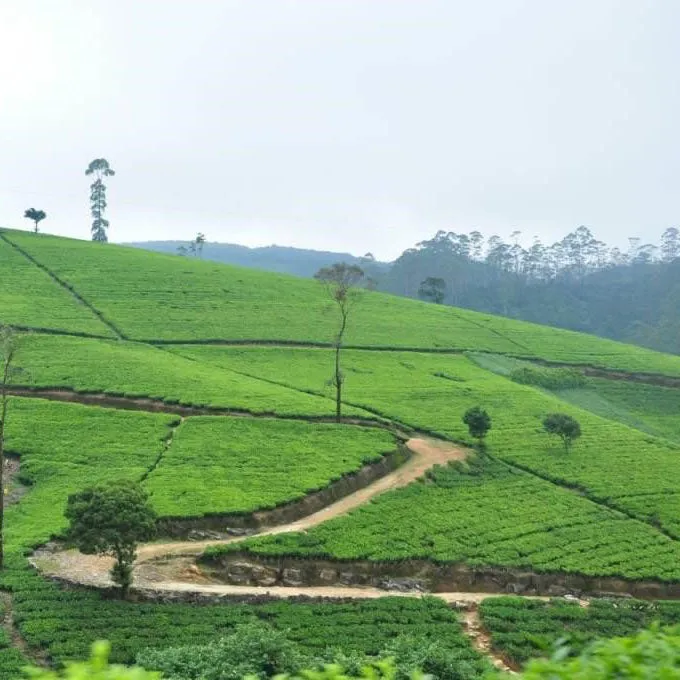 Ceylon Dimbula