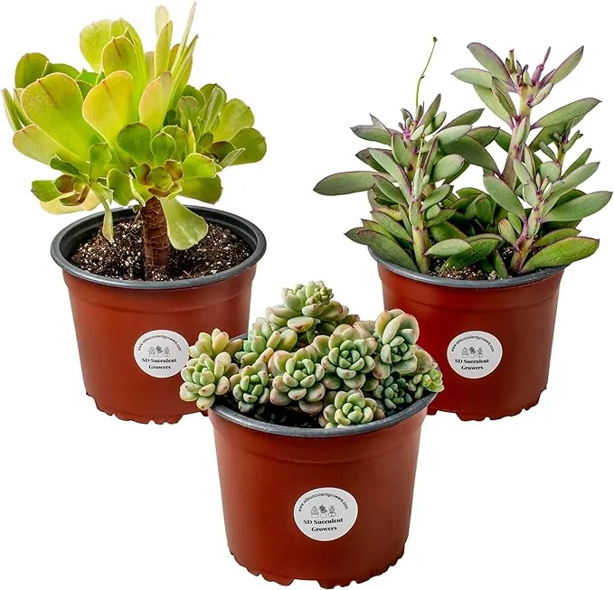 Mystery Succulent 3 Pack