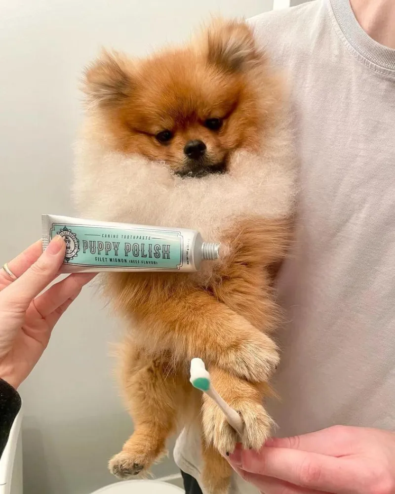 Puppy Polish Dog Toothpaste in Filet Mignon Flavor (Beef)