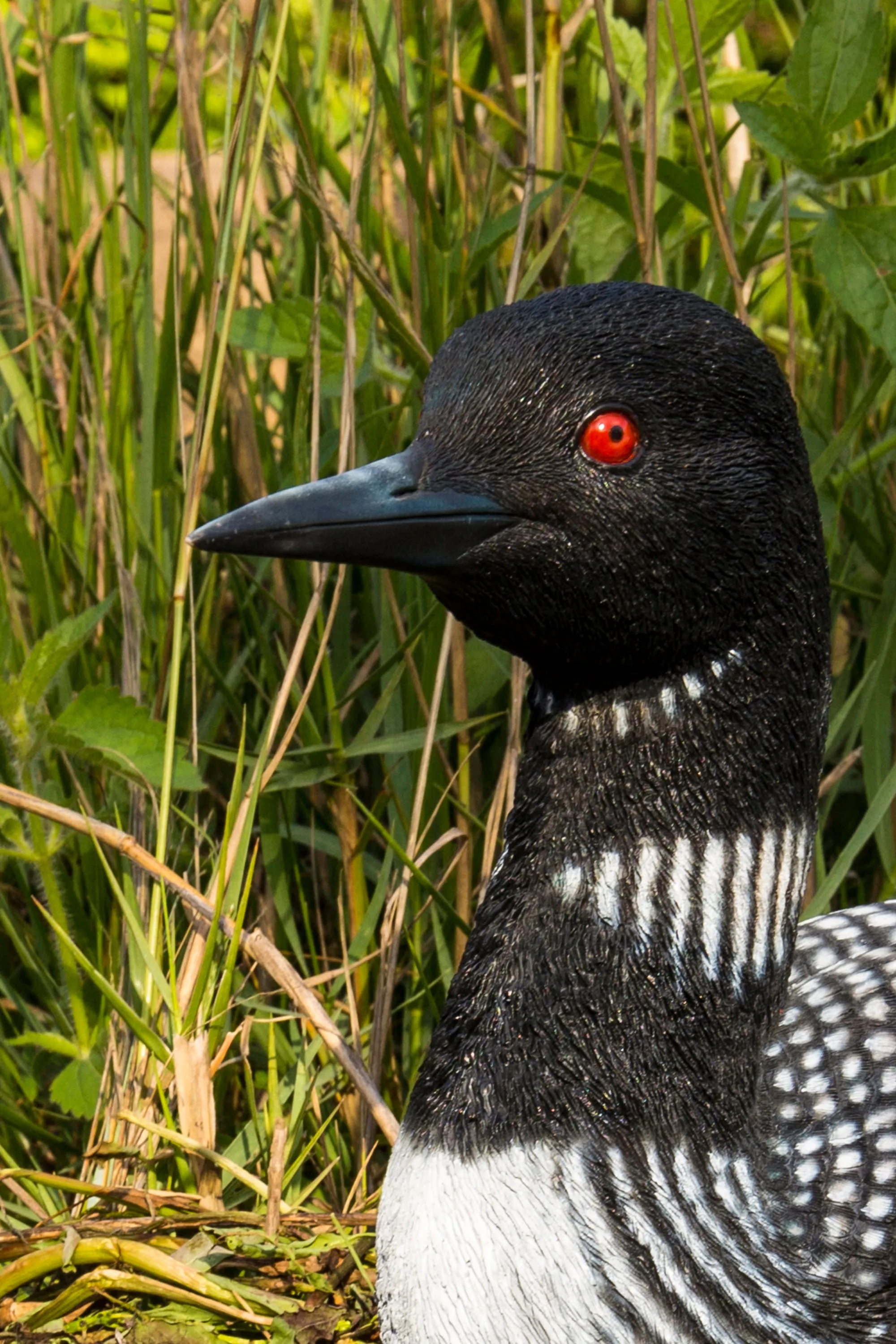 Sitting Common Loon Garden Statue